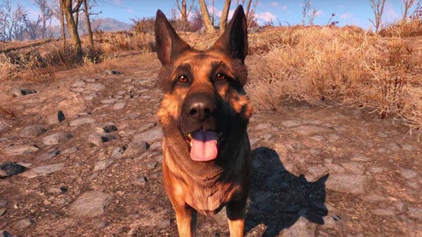 Dogmeat